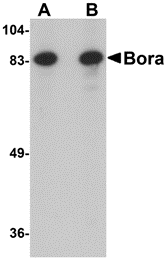 Antibody product image
